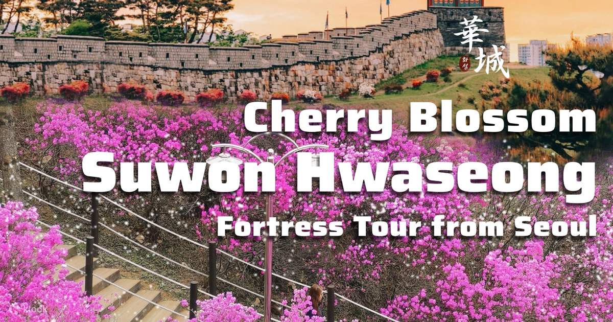 Cherry Blossom Suwon Hwaseong Fortress Tour from Seoul - Klook India